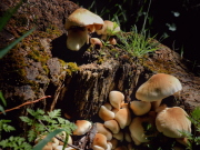 No fungi? No forests, no food, no future!