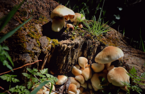 No fungi? No forests, no food, no future!