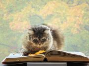 HodgePodge: 9 lives reduced by one