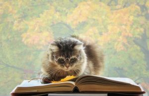 HodgePodge: 9 lives reduced by one