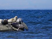 Protecting the high seas must be a high priority