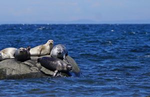 Protecting the high seas must be a high priority