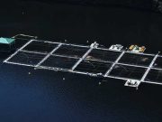 Does your grocer sell farmed salmon?