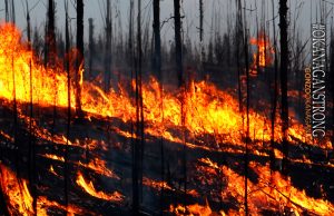 Hodge Podge By Charlie Hodge – Shame on me