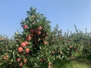 Summerland Is Calling