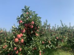 Summerland Is Calling