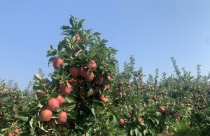 Summerland Is Calling