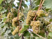 This Autumn Visit Wineries and Okanagan Fall Wine Festival