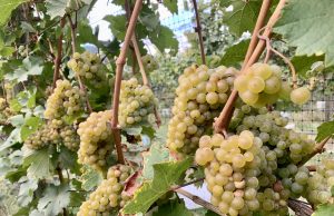 This Autumn Visit Wineries and Okanagan Fall Wine Festival