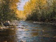 HodgePodge: Remembering Roy