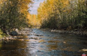 HodgePodge: Remembering Roy