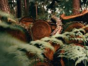 Science Matters: What no one’s talking about: forest degradation and how to fix it