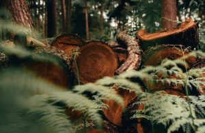 Science Matters: What no one’s talking about: forest degradation and how to fix it