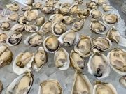 Osoyoos Oyster Festival Pops Back to Rave Reviews