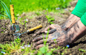 HodgePodge: Tez in the garden