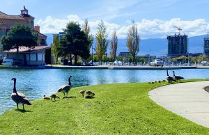 Finding beauty in our own backyards