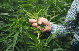 Science Matters: High hopes for hemp?