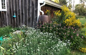 LawnShare helps create vibrant, biodiverse havens