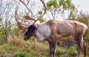 Science Matters: False balance favours industry over wildlife