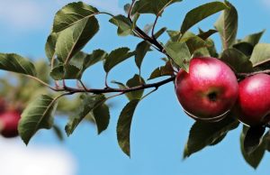 Inaugural Kelowna Apple Fest gets underway