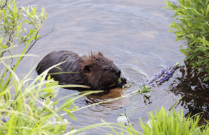 Paradigm shift needed to address climate change, biodiversity loss