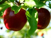 HodgePodge: What a little apple can do