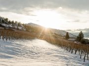 The Countdown Is On to Winter Wine Festival!