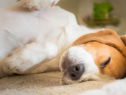 HodgePodge: Shortest Hodge podge ever