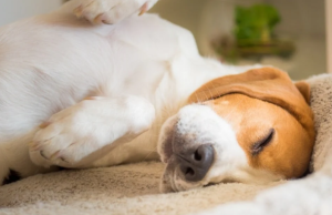 HodgePodge: Shortest Hodge podge ever