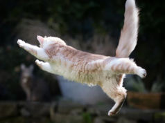 HodgePodge: 9 lives reduced by one