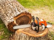 HodgePodge: Tree cutter, Tree time Brett