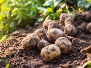 HodgePodge: Potatoes or writer