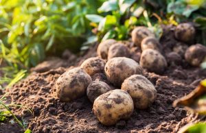 HodgePodge: Potatoes or writer