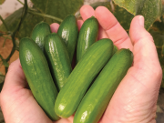 HodgePodge: Green thumbs cucumbers