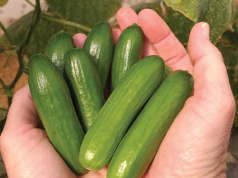 HodgePodge: Green thumbs cucumbers