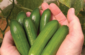 HodgePodge: Green thumbs cucumbers