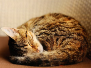 HodgePodge: Scaredy keeps on giving – in a cat sort of way