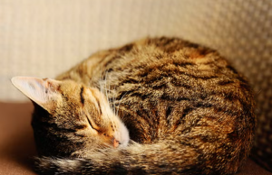 HodgePodge: Scaredy keeps on giving – in a cat sort of way