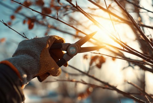 The ritual returns – life in the garden. HodgePodge By Charlie Hodge