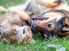 HodgePodge: So what’s in a name any howllll?