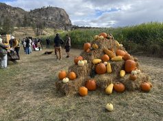 A-MAZE-ing The Apple Bin at OK Falls